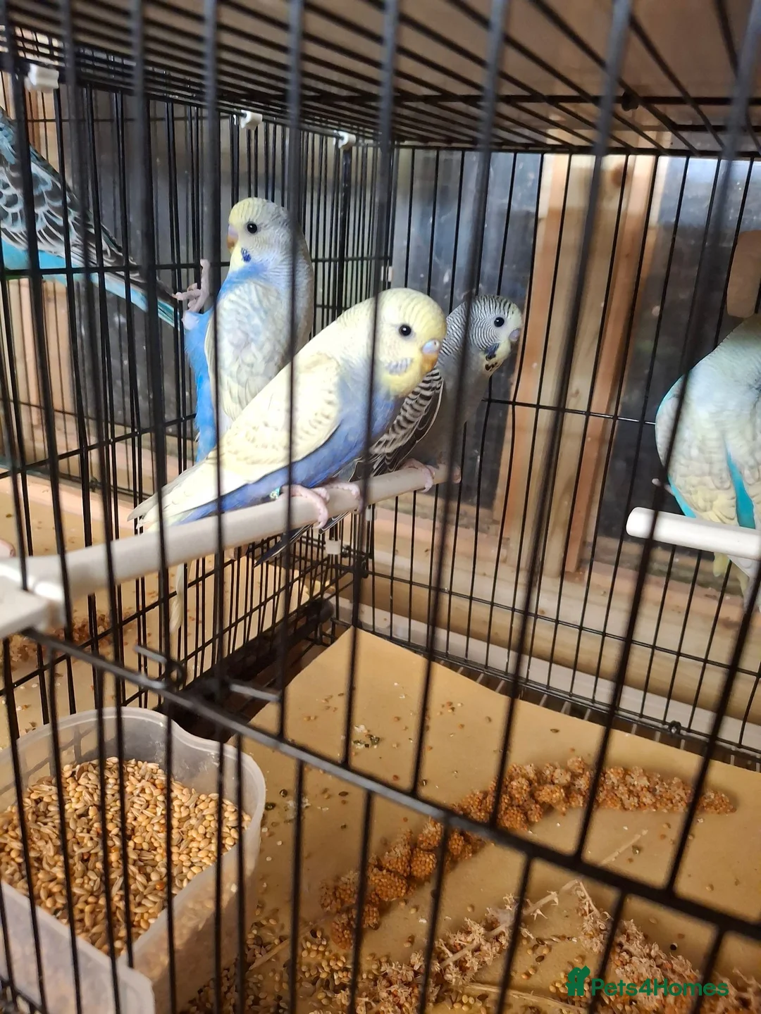Budgerigars birds for sale: Baby budgies  - Advert 2