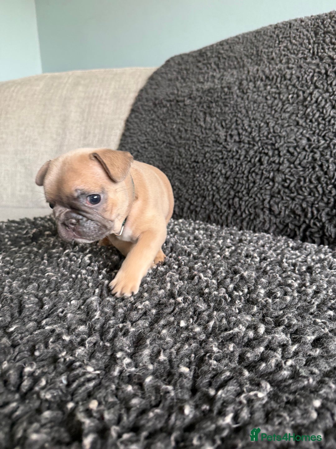 French Bulldog dogs for sale: French Bulldog Puppies. Rojo, New Shade, Isabella. - Advert 14