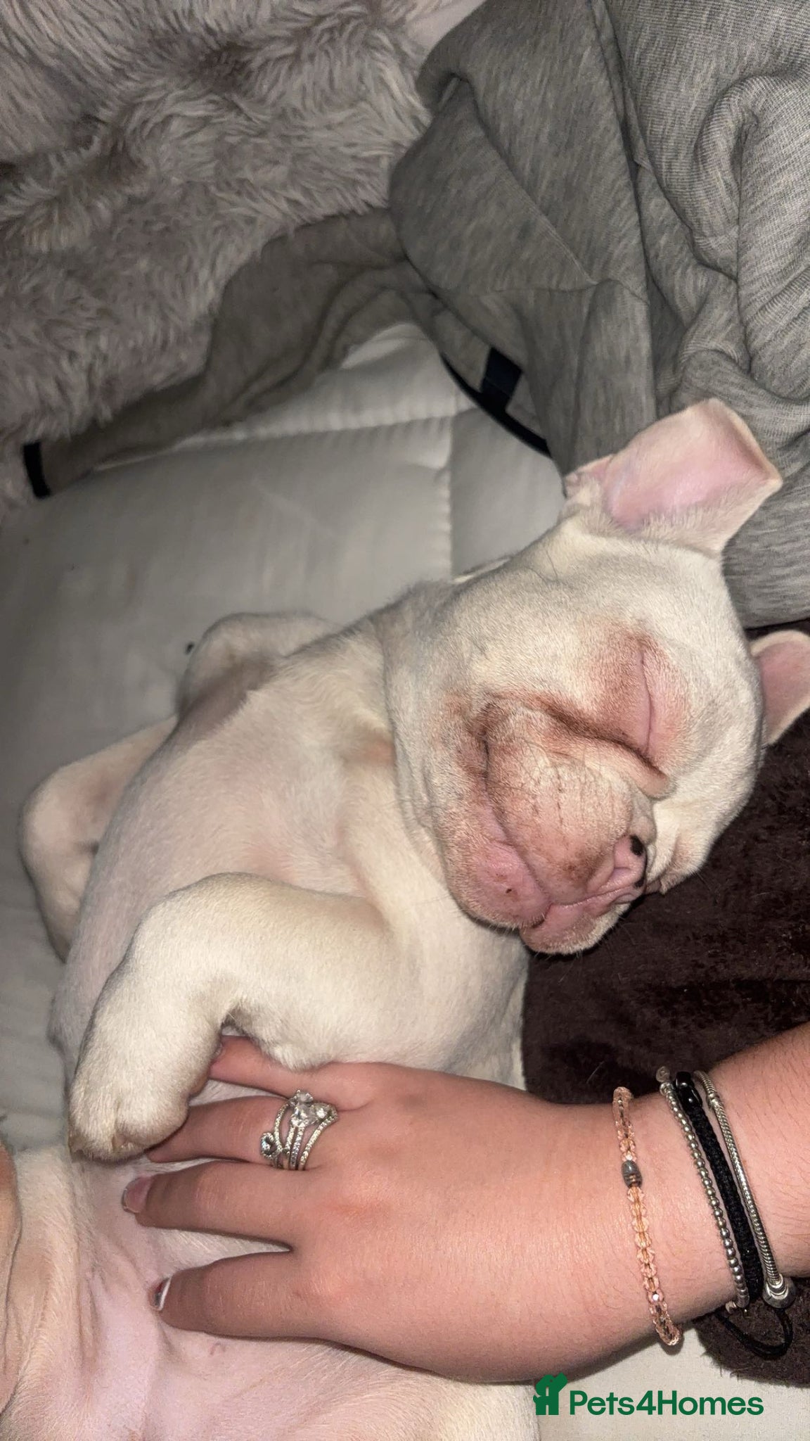 French Bulldog dogs Dolly female nearly 9 months - Advert 17