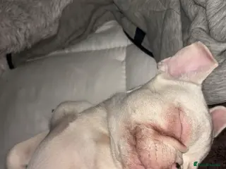 French Bulldog dogs Dolly female nearly 9 months - Advert 17