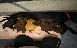 Labrador Retriever dogs for sale: Gorgeous Labrador Puppies – Ready December! - Image 1