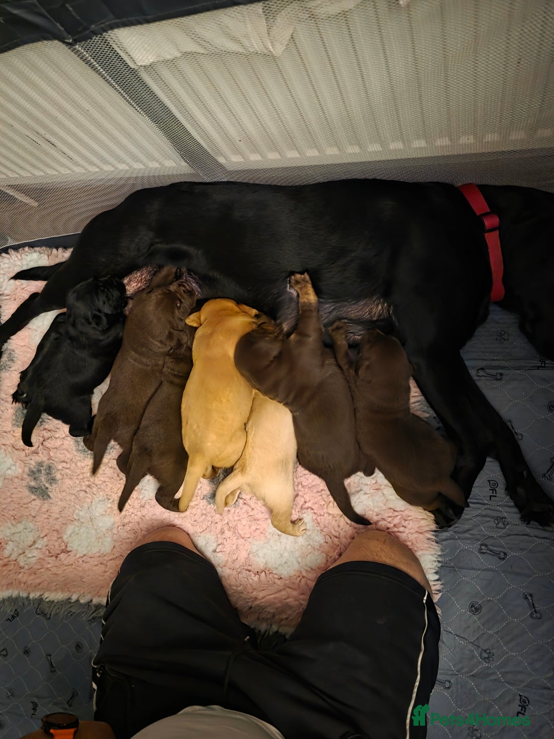 Labrador Retriever dogs for sale: Gorgeous Labrador Puppies – Ready December! - Image 1