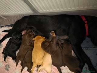 Labrador Retriever dogs - Advert 1