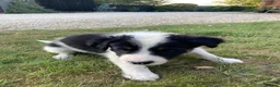 Border Collie dogs for sale: Border collies for sale - Advert 5