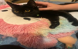 Mixed Breed cats for sale: Kittens - Image 7