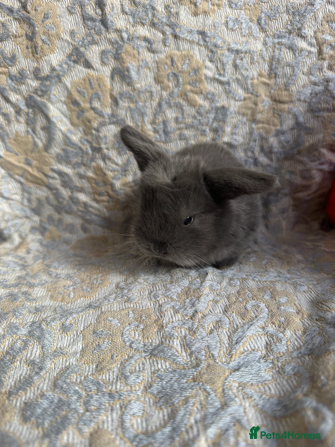 Mini Lop rabbits for sale: Mini Lop boy in Ipswich - Advert 3