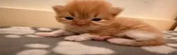 Mixed Breed cats for sale: Exotic Persian cross kittens  - Advert 6