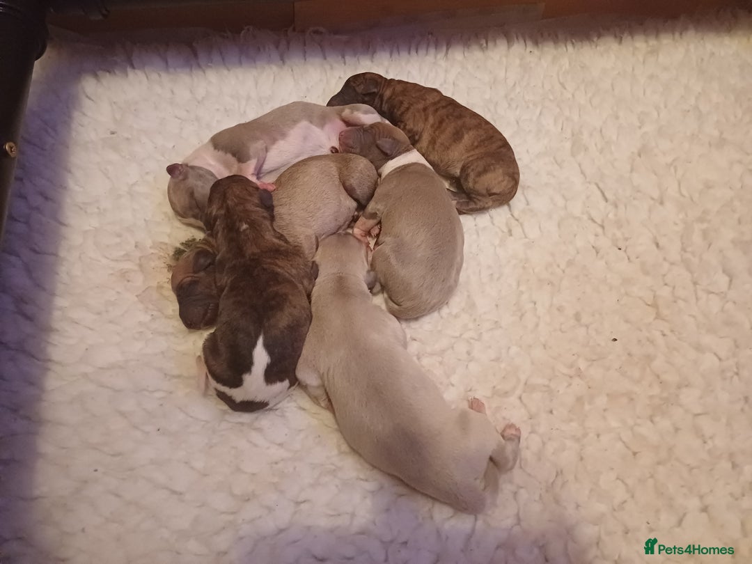 Whippet dogs for sale: KC  REG WHIPPET PUPS - Advert 24