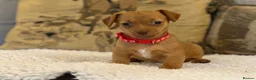 Jackshund dogs for sale: Two gorgeous daxi jacks ready now  - Advert 4