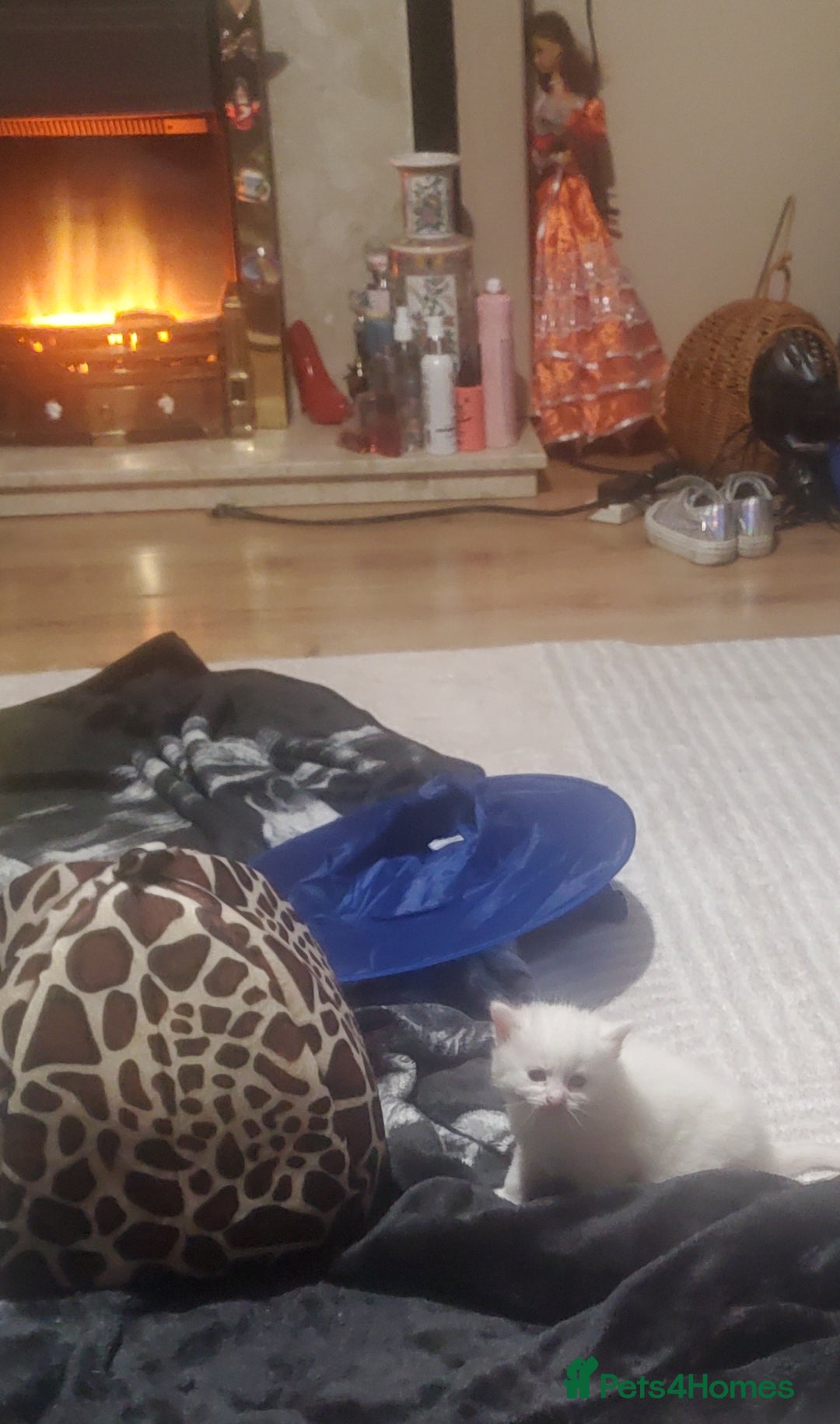 Ragdoll cats for sale: Kitten s - Image 2