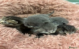 British Shorthair cats for sale: BRITISH SHORT HAIR KITTENS FOR SALE - Image 3