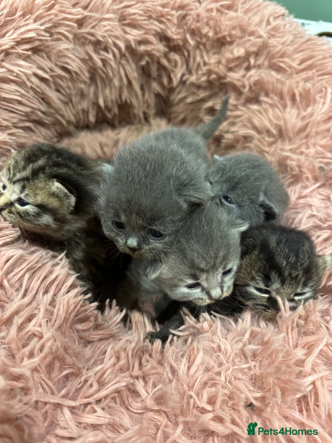 British Shorthair cats for sale: BRITISH SHORT HAIR KITTENS FOR SALE - Image 3