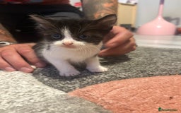 Mixed Breed cats for sale: 5 gorgeous kittens for sale  - Image 8