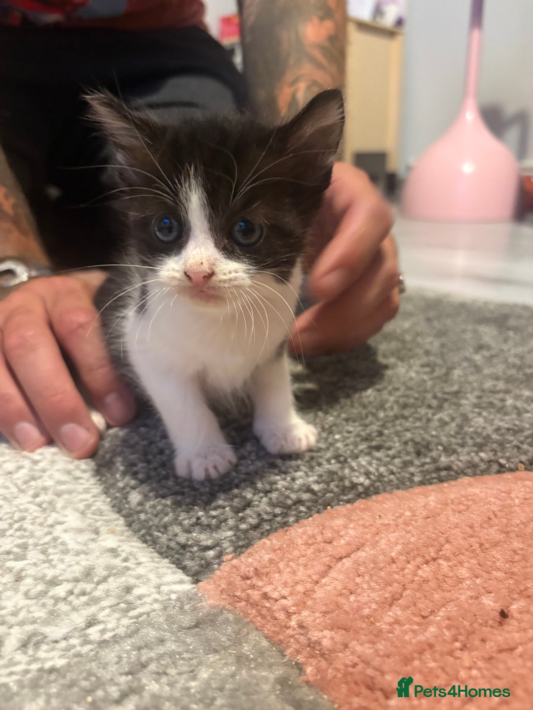Mixed Breed cats for sale: 5 gorgeous kittens for sale  - Image 8