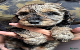 Schnoodle dogs for sale: Miniature Schoodle puppies - Image 14