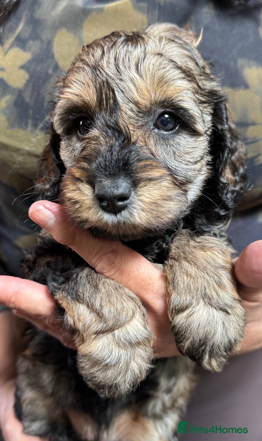 Schnoodle dogs for sale: Miniature Schoodle puppies - Image 14