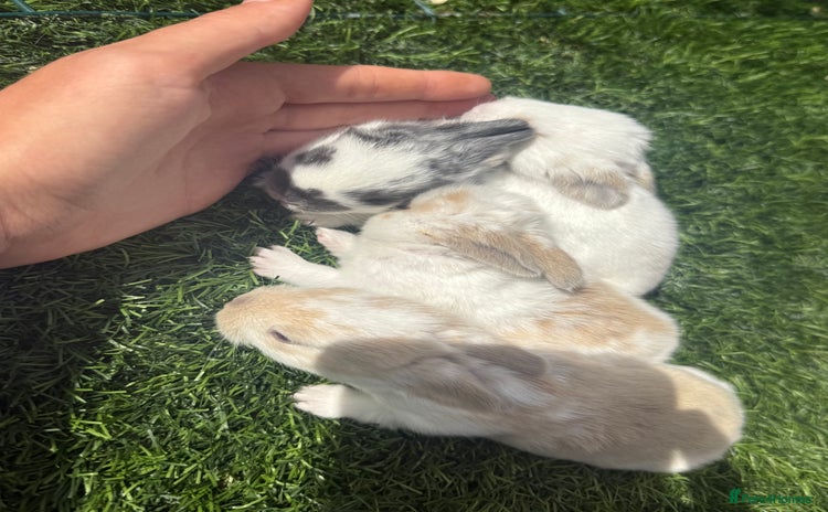 English Lop rabbits - Advert 1