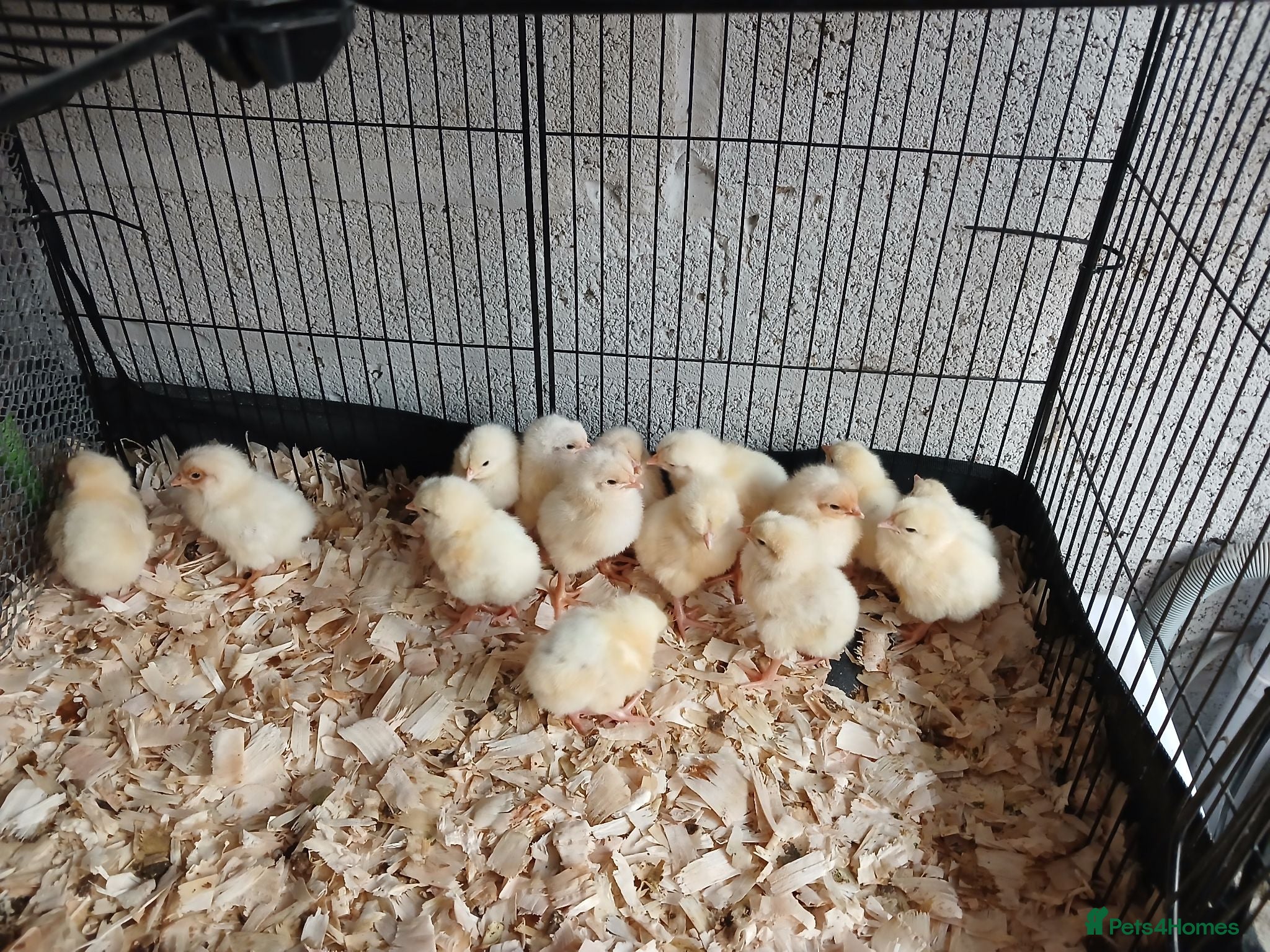Chickens poultry 1 week old leghorn hybrids chicks - Advert 2