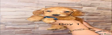boy 1
