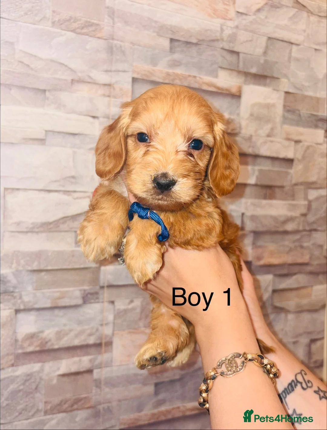 Cockapoo dogs for sale: adorable cockapoo puppies  - Advert 2