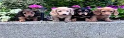 Miniature Dachshund dogs for sale: Miniature longhaired Dachshunds kc reg PRA clear - Advert 3