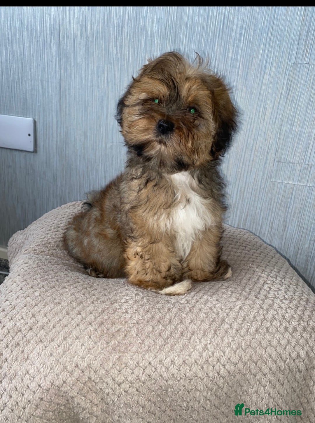 Shih Tzu dogs for sale: Shih tzu boy - Image 3