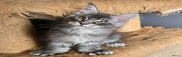 Maine Coon cats for sale: Perfect Polydactyl Maine Coon  - Advert 15