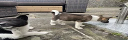 Akita dogs for sale: Akita Puppies  in Buxton - Advert 15