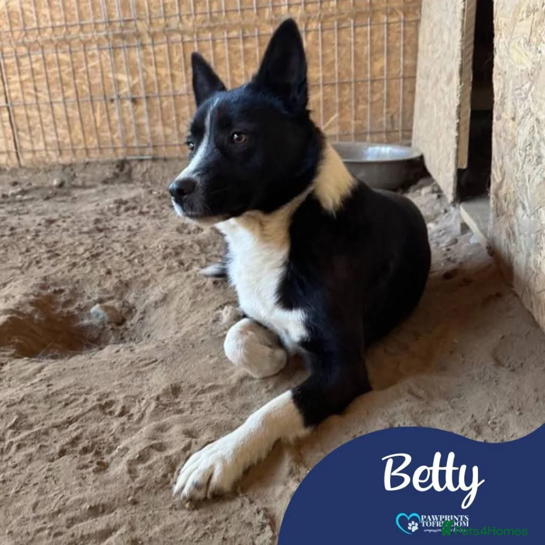 Mixed Breed dogs for adoption: Meet Betty,currently residing in Christchurch  in Christchurch - Advert 1