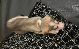 Mixed Breed dogs for sale: Husky/lab/staffi - Image 4