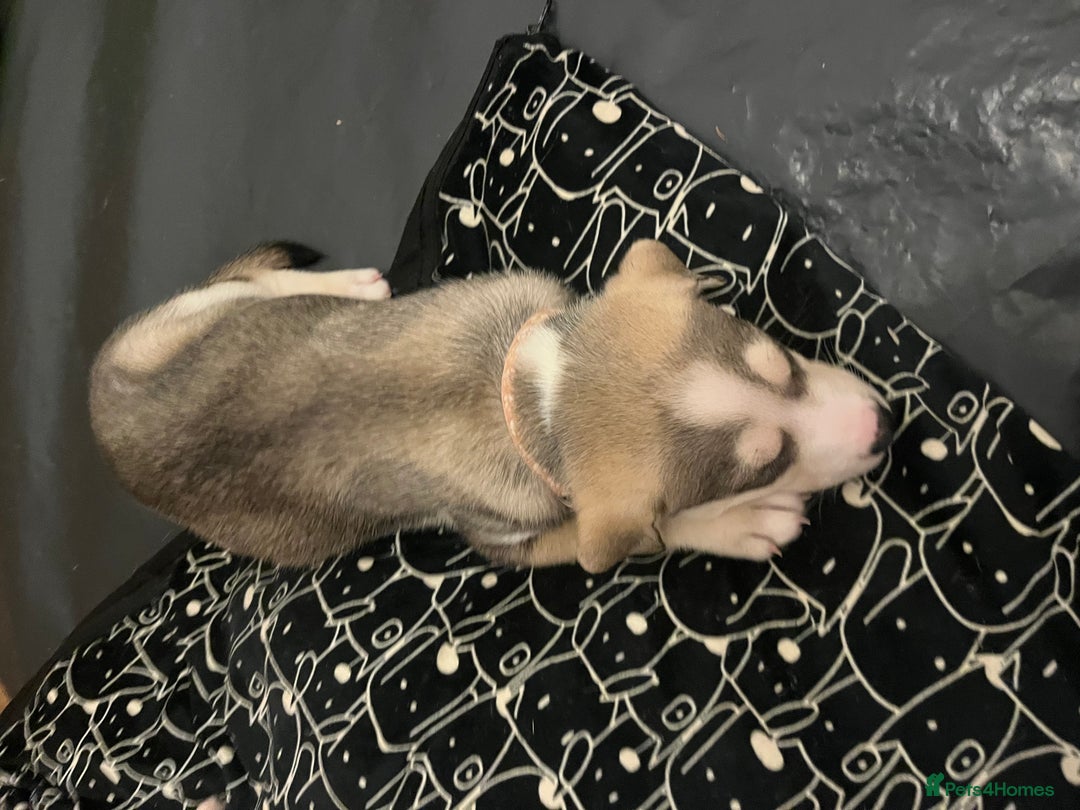 Mixed Breed dogs for sale: Husky/lab/staffi - Image 4