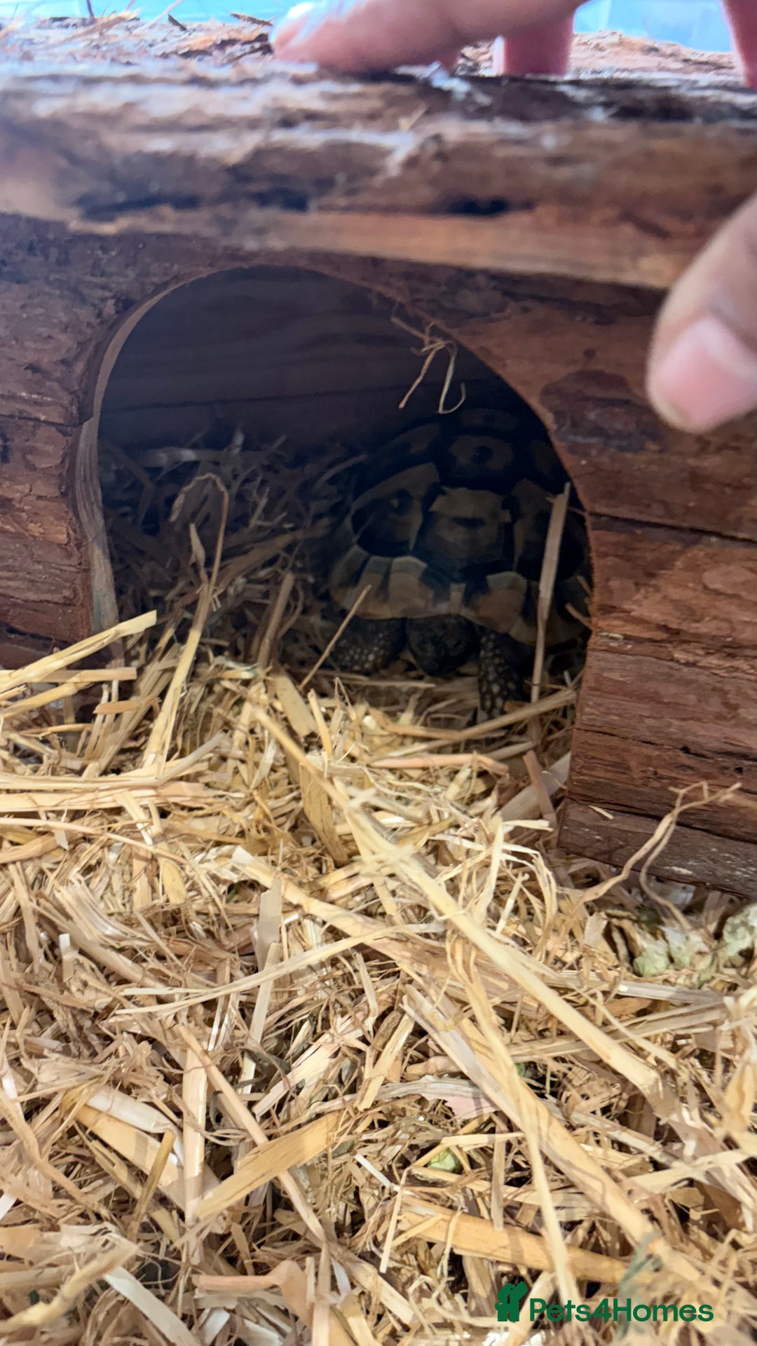 Tortoise reptiles for sale: Turtoise  - Advert 1