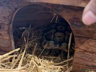 Tortoise reptiles Turtoise - Advert 3