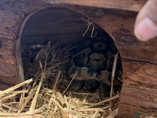 Tortoise reptiles Turtoise - Advert 8