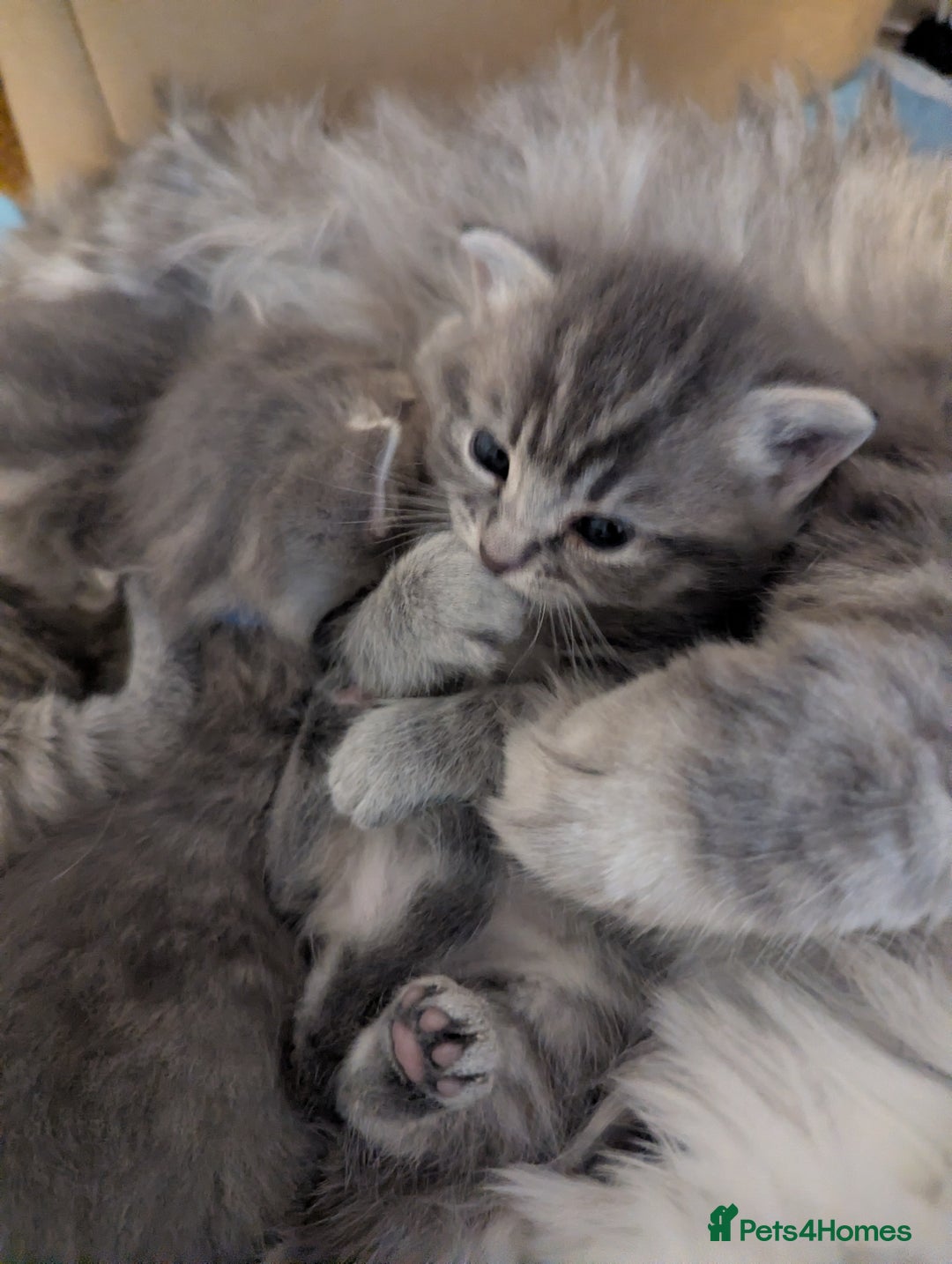 Mixed Breed cats for sale: Beautiful grey silver tabby kittens, ragdoll X Mum - Advert 16