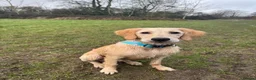 Golden Retriever dogs for stud: STUD AVAILABLE - BRUCIE  in High Wycombe - Advert 11