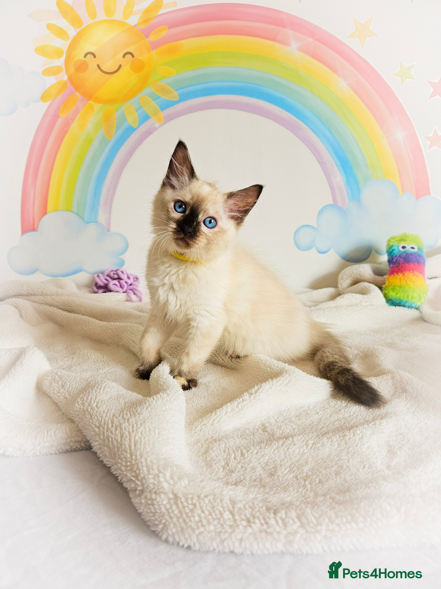 Ragdoll cats Ragdoll Kittens - GCCF Registered - Advert 1