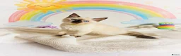 Ragdoll cats for sale: GCCF Registered Ragdoll Kittens - Advert 9