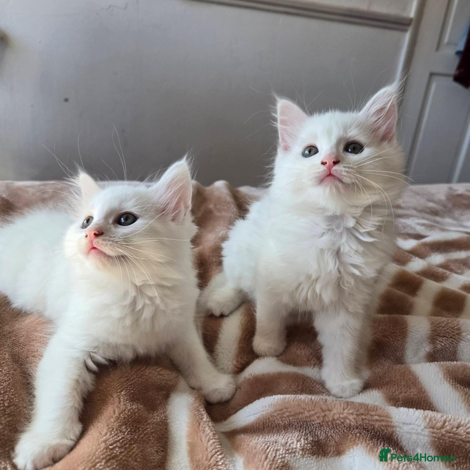 Mixed Breed cats Fluffy gorgeous soft fur kittens looking for 🏡  - Advert 1