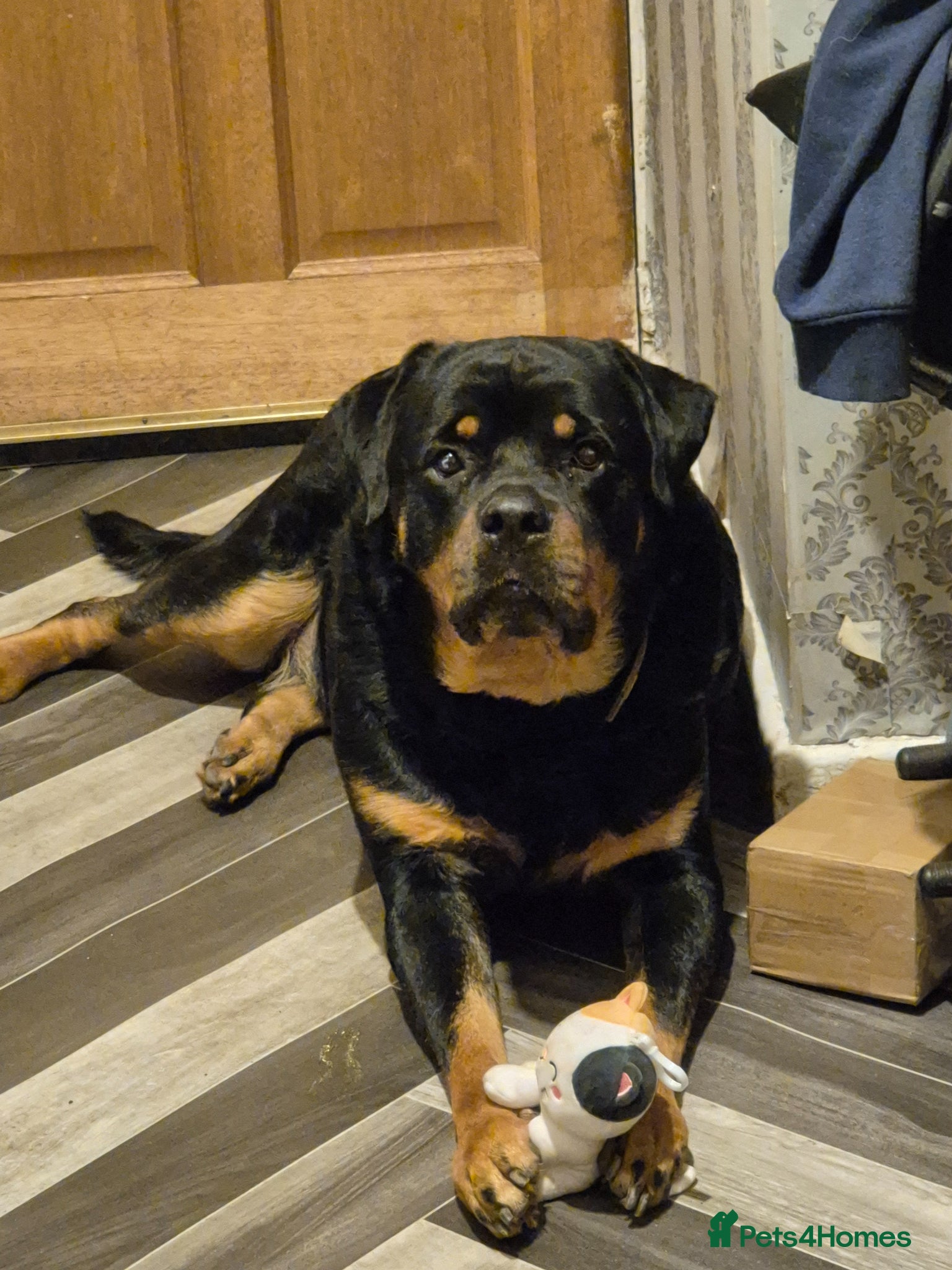 Rottweiler dogs male rottweiler 5 years old - Advert 10