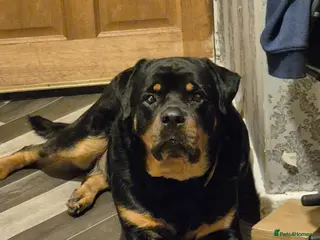 Rottweiler dogs male rottweiler 5 years old - Advert 10