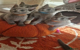 Russian Blue cats for sale: Pure Russian Blue kittens 💙  - Image 3