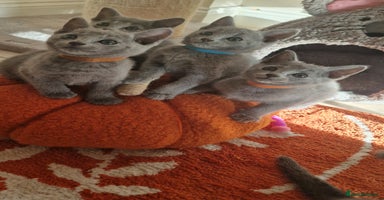Russian Blue cats - Advert 13
