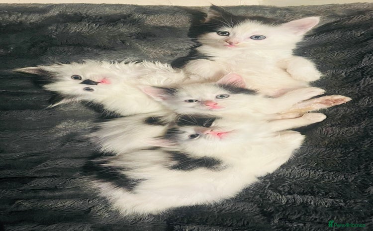 British Longhair cats - Advert 2