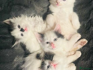 British Longhair cats - Advert 1