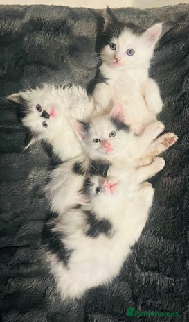 British Longhair cats - Advert 1