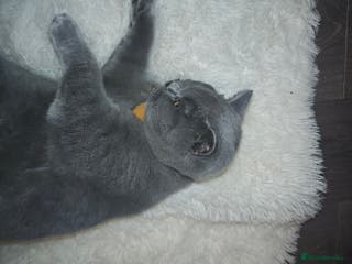 British Shorthair cats Pure Bred Blue British Shorthair - Advert 3