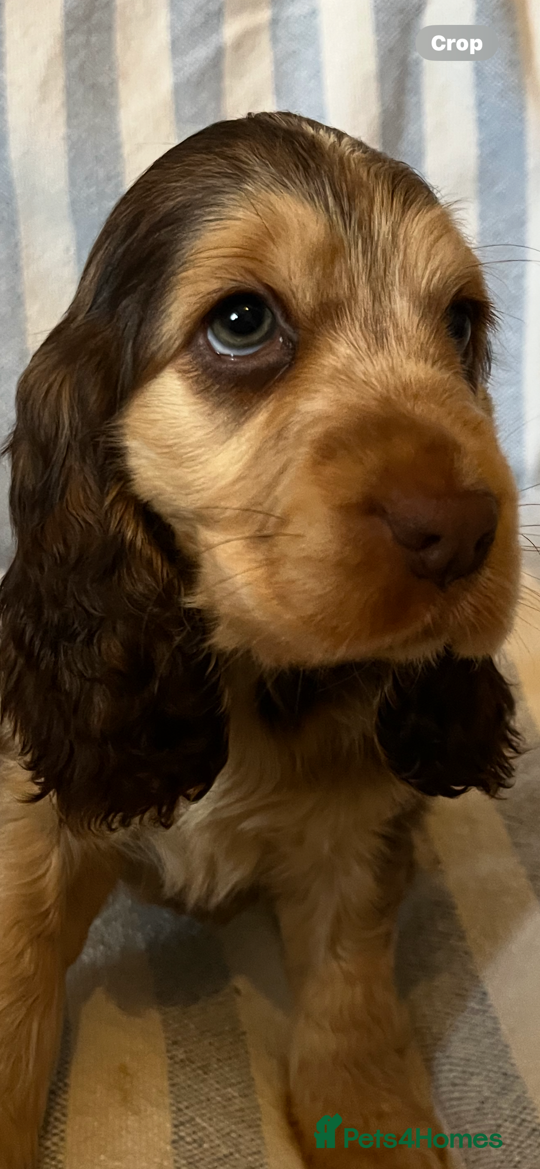 Cocker Spaniel dogs for sale: ADORABLE KC REG SHOW TYPE COCKER SPANIEL PUPPIES - Image 15
