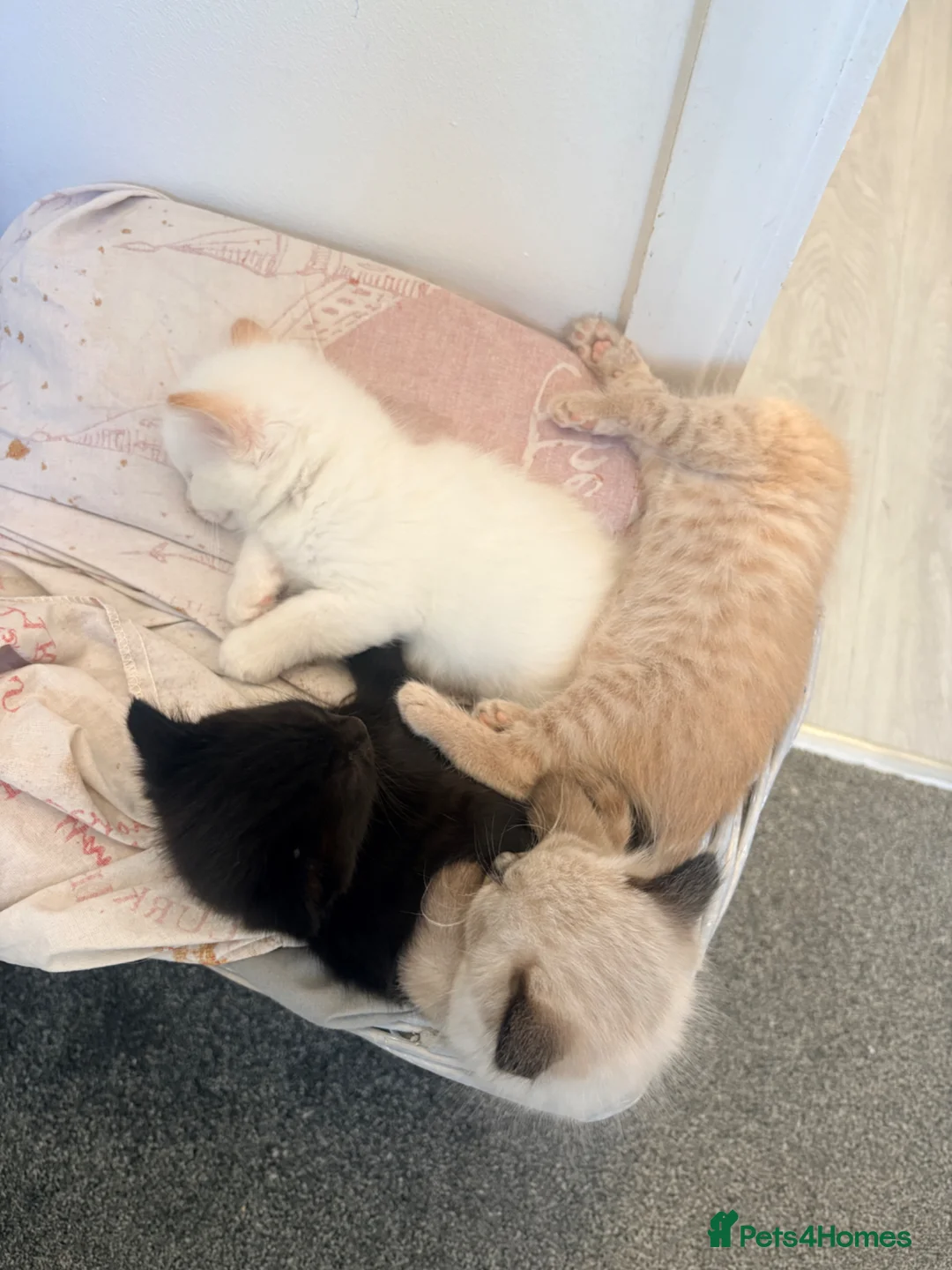 Mixed Breed cats for sale: Kittens for sale  in Clacton-on-Sea - Advert 7