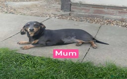 Miniature Dachshund dogs for sale: Miniature Dachshunds  - Image 4